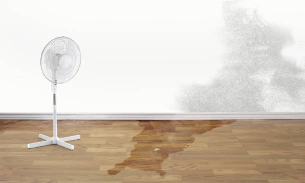 Best Professional water damage repair  in Smithfield, UT